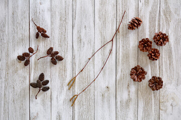 Pine cones alder buds and catkins