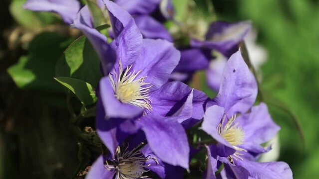 Violet clematis with green leaves and fresh blossoms in the garden. Vertical video
