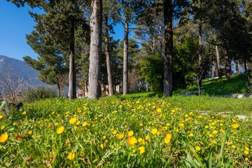 Obraz premium Countryside landscape with trees in spring season with colorful blossom of wild yellow flowers