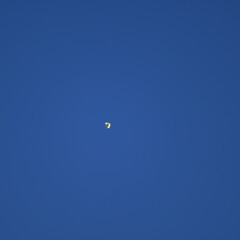 Butterfly flying in the sky
