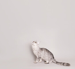 Mock up with Mainecoon cat looking up at your text on grey background.