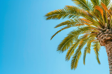 Palm tree canopy against a gradient blue sky with copy space - obrazy, fototapety, plakaty