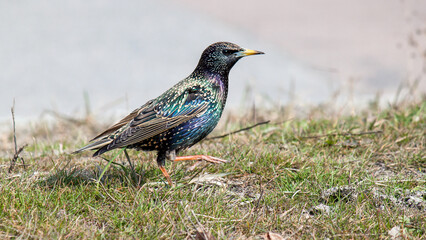 blackbird in the grass