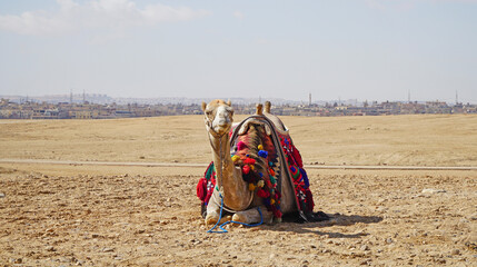 A Camel Resting in the Desert 