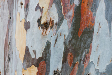 Multicolored green, yellow, orange and grey spotted bark of American sycamore. Texture of bark...