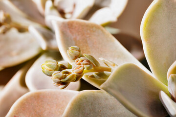 Succulent plant of mother of pearl with flowers