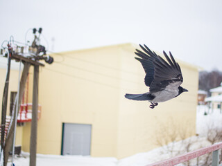 Obraz premium crow bird in flight, crow flapping its wings
