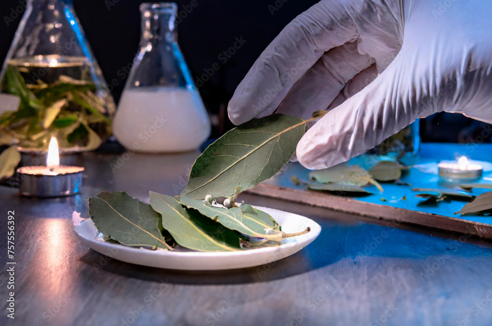 Wall mural Laboratory assistant working with a laurel leaf in a laboratory.