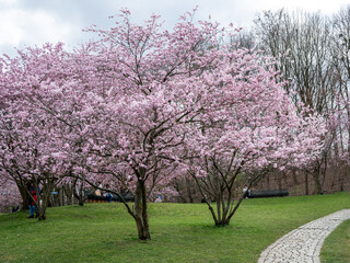 Kirschblüten blühen im Olympiapark München - obrazy, fototapety, plakaty