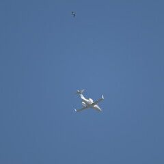 Bird and Airplane