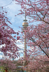 Kirschblüten blühen im Olympiapark München