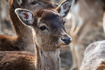 white deer