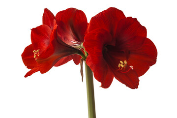 Dark red  hippeastrum (amaryllis) "Royal Red" on a white background isolated.