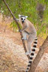 Fototapeta premium ring-tailed lemur, Lemur catta at Madagascar