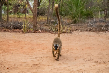 Fototapeta premium Common brown lemur (Eulemur fulvus) with orange eyes.
