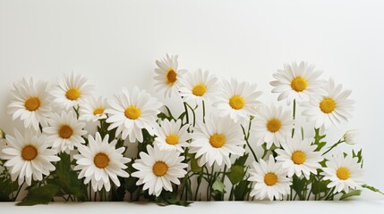 Daisy Elegance White Blooms on a Clean White Canvas