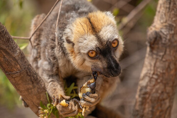 Fototapeta premium Common brown lemur (Eulemur fulvus) with orange eyes.