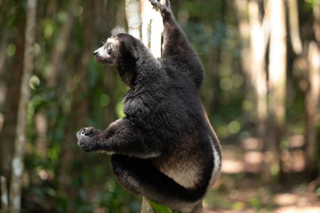 Fototapeta premium Lemur Indri indri, babakoto largest lemur from Madagascar