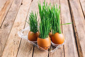Wheat Grass Microgreens in eggshell.