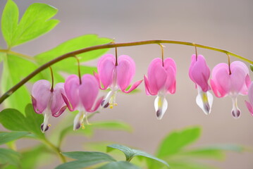 Pink bleeding hart flowers in spring