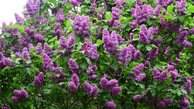 Nice 4k video of lilac garden at spring time in Kyiv, Ukraine