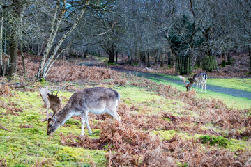 Fallow deer buck grazing in Knole Park in Sevenoaks, Kent, UK