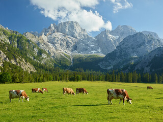 Fototapeta na wymiar Kühe auf der Rontalalm, nördliche Karwendelkette, Tirol, Österreich