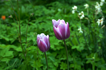 Nature bouquet from purple tulips .
