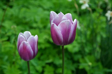 Zelfklevend Fotobehang Nature bouquet from purple tulips . © wiha3