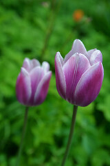 Nature bouquet from purple tulips .