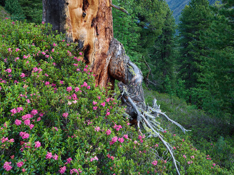 Alpenrose, Almrausch, Zirbenwald, K&uuml;htai, Tirol, &Ouml;sterreich