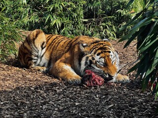 A tiger enjoying a meal 