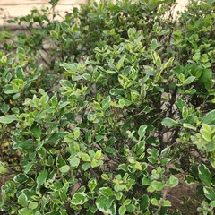 Obraz premium background