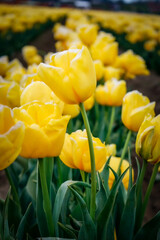 Obraz premium yellow and red tulips
