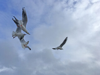 Seagulls fly in the sky over the sea