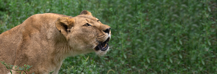 Female lion in the forest