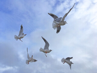 Obraz premium Seagulls fly in the sky over the sea