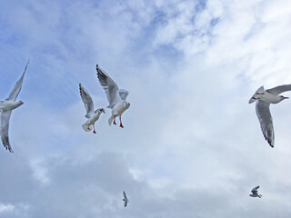 Seagulls fly in the sky over the sea