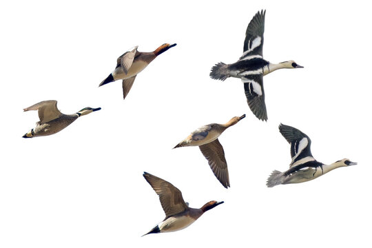 飛翔するカモの切り抜き画像