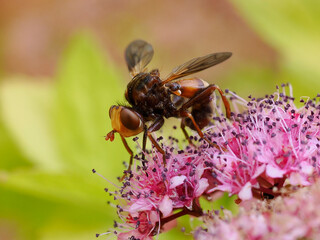 Macro of Sicus ferrugineus on magenta spirea flower, insect is a species of fly from the genus Sicus in the family Conopidae 
