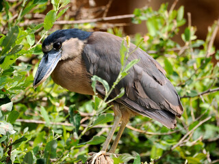 Closeup of boat-billed heron (Cochlearius cochlearius) in a tree and among leaves 