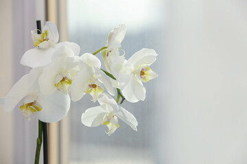Branch with beautiful orchid flowers near window, closeup. Space for text