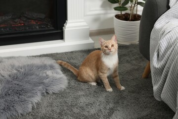 Cute ginger cat sitting on grey carpet at home