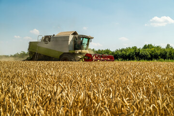 Agricultural machine harvesting golden wheat in a sunny field