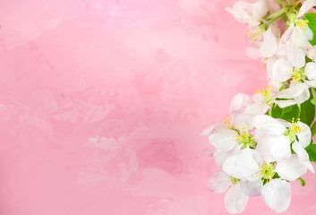 spring flowers of an apple tree on a pink background.