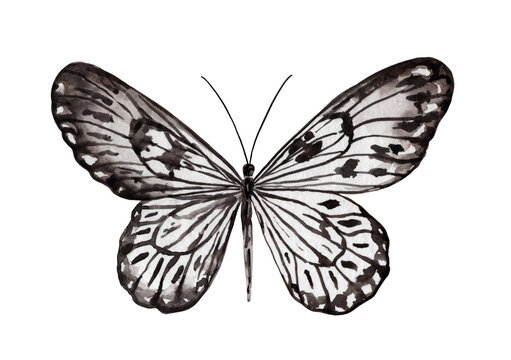 Black and white watercolor butterfly, isolated on the white background. Illustration for design and greeting card.