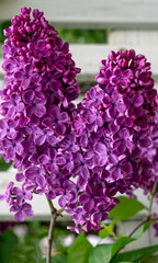 Blooming lilac bush with delicate purple flowers. - 757577169