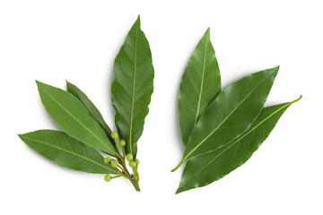 Fresh Laurel leaves isolated on white background. Green bay leaf. Top view. Flat lay. - obrazy, fototapety, plakaty