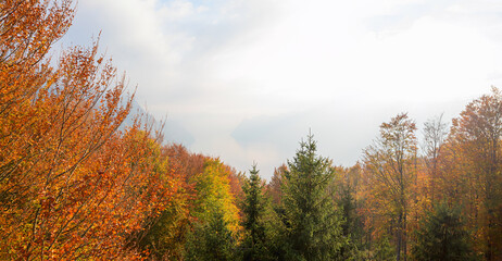 colorful autumn deciduous forest, austrian landscape