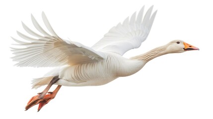 A flying goose isolated on a white background - Powered by Adobe